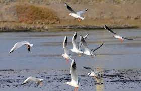 کاهش ۳۰ درصدی حضور پرندگان مهاجر در کرمانشاه